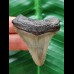 4,9 cm grauer Zahn des Carcharocles Angustidens