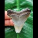 4,9 cm grauer Zahn des Carcharocles Angustidens