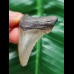 4,9 cm grauer Zahn des Carcharocles Angustidens
