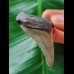 4,9 cm grauer Zahn des Carcharocles Angustidens