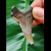 4,9 cm grauer Zahn des Carcharocles Angustidens
