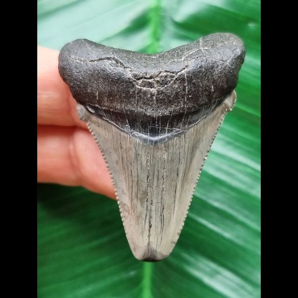 4,8 cm  schön erhaltener Zahn des Carcharocles Angustidens