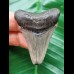 4,8 cm  schön erhaltener Zahn des Carcharocles Angustidens