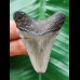 4,8 cm  schön erhaltener Zahn des Carcharocles Angustidens