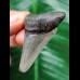 4,8 cm  schön erhaltener Zahn des Carcharocles Angustidens