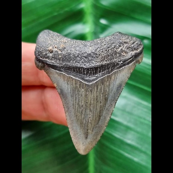 4.7 cm grey-blue tooth of Carcharocles angustidens