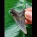 4.7 cm grey-blue tooth of Carcharocles angustidens