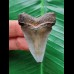 4.7 cm blue-grey tooth of Carcharocles angustidens