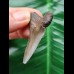 4.7 cm blue-grey tooth of Carcharocles angustidens