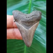 4,7 cm glänzenden grauer Zahn des Carcharocles Angustidens