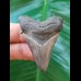 4.7 cm shiny grey tooth of Carcharocles angustidens