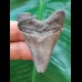 4.7 cm shiny grey tooth of Carcharocles angustidens