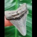 4.0 cm light blue tooth of Carcharocles angustidens
