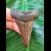 5.4 cm brown tooth of Carcharocles angustidens