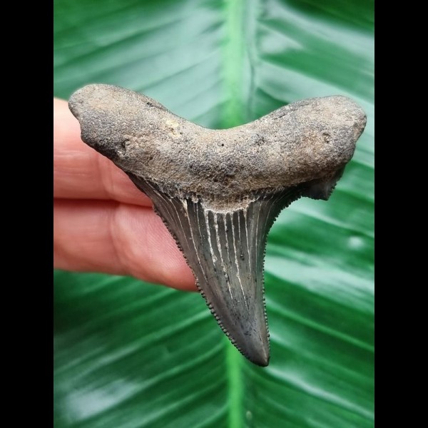 5.4 cm large blue tooth of Carcharocles Auriculatus
