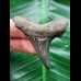 5.4 cm large blue tooth of Carcharocles Auriculatus