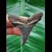 5.4 cm large blue tooth of Carcharocles Auriculatus