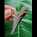 5.4 cm large blue tooth of Carcharocles Auriculatus