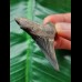 5.4 cm large blue tooth of Carcharocles Auriculatus
