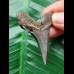 5.4 cm large blue tooth of Carcharocles Auriculatus