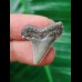 2.5 cm light-coloured tooth of Carcharocles Auriculatus