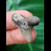 2.5 cm light-coloured tooth of Carcharocles Auriculatus