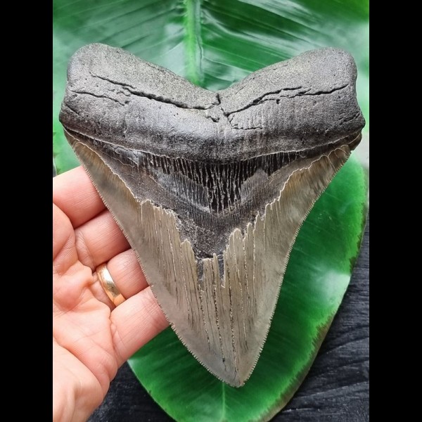 14.1 cm grey tooth of Megalodon with broad root