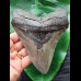 14.1 cm grey tooth of Megalodon with broad root