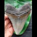 14.1 cm grey tooth of Megalodon with broad root