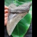 14.1 cm grey tooth of Megalodon with broad root