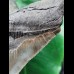 14.1 cm grey tooth of Megalodon with broad root