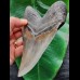 14.1 cm grey tooth of Megalodon with broad root