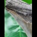 14.1 cm grey tooth of Megalodon with broad root