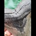 14.1 cm grey tooth of Megalodon with broad root