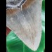 14.1 cm grey tooth of Megalodon with broad root