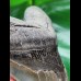 14.1 cm grey tooth of Megalodon with broad root
