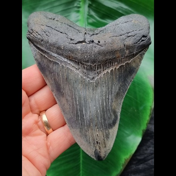 13.1 cm patterned tooth of the Megalodon