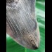 13.1 cm patterned tooth of the Megalodon
