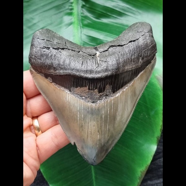 11.7 cm massive broad tooth of the Megalodon