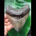 11.7 cm massive broad tooth of the Megalodon