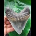 11.7 cm massive broad tooth of the Megalodon