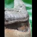 11.7 cm massive broad tooth of the Megalodon