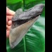 11.7 cm massive broad tooth of the Megalodon