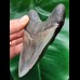 11.7 cm massive broad tooth of the Megalodon