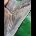 11.7 cm massive broad tooth of the Megalodon