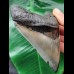 11.7 cm massive broad tooth of the Megalodon