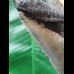 11.7 cm massive broad tooth of the Megalodon
