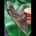 11.7 cm massive broad tooth of the Megalodon