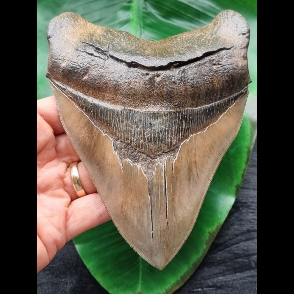 14.5 cm impressive tooth of the megalodon from the Ashepoo River
