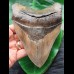 14.5 cm impressive tooth of the megalodon from the Ashepoo River